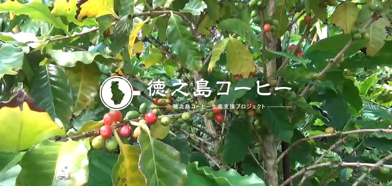 徳之島コーヒー生産支援プロジェクト