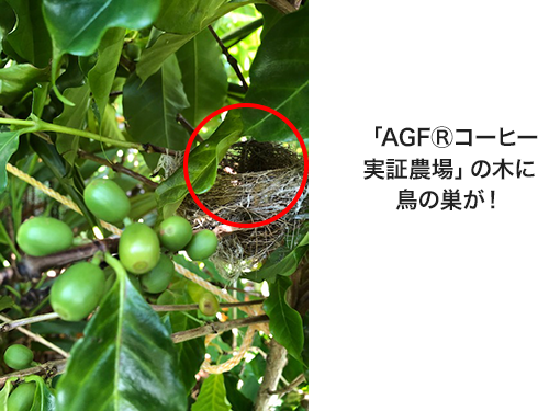 「AGF®コーヒー実証農場」の木に鳥の巣が！